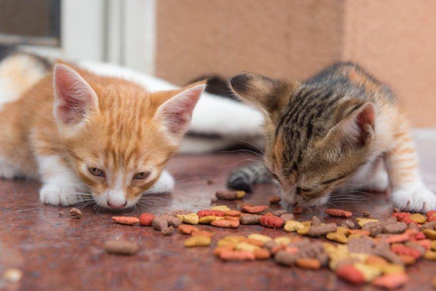 Koty jedzą ze smakiem suchą karmę