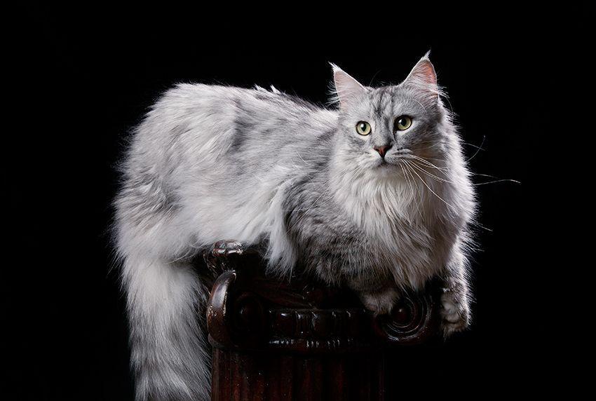 Maine Coon