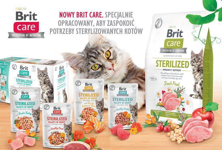 BC Cat Sterilized