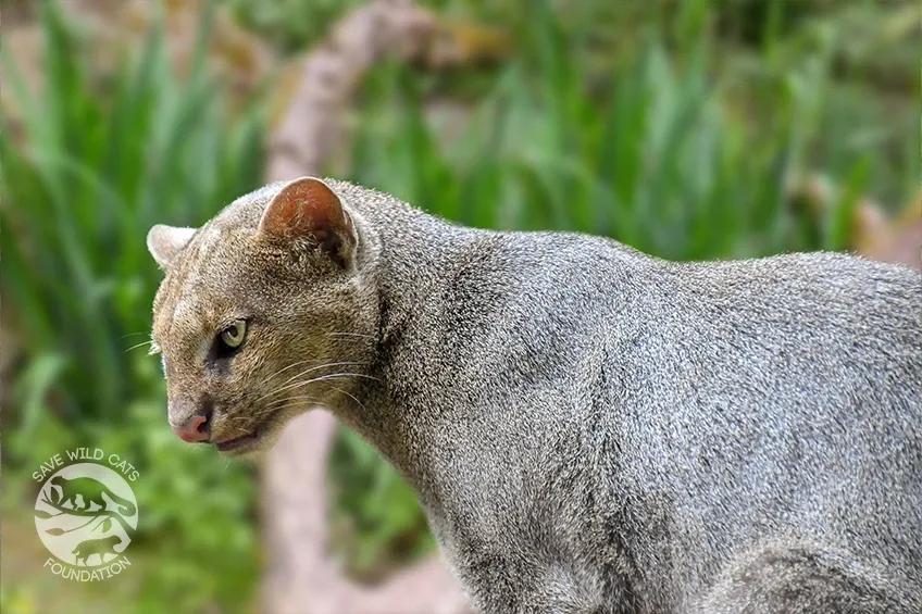 jaguarundi