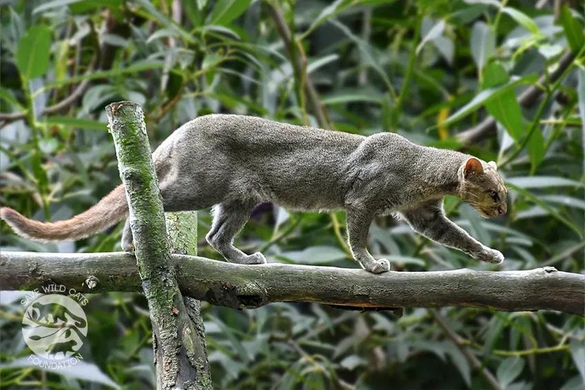 jaguarundi