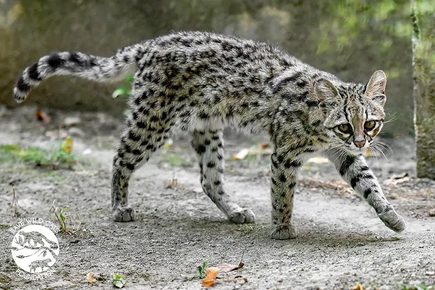 ocelot tygrysi