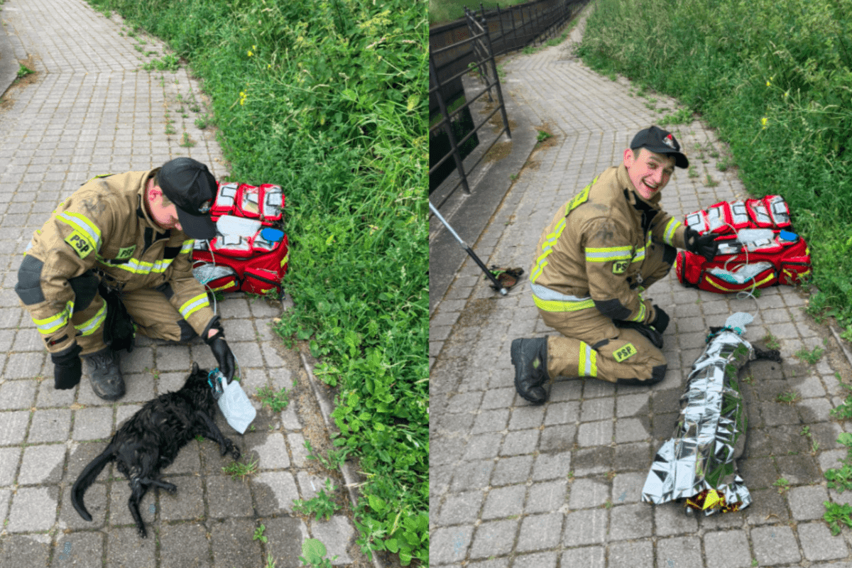 strażacy uratowali tonącego kota Gdańsk