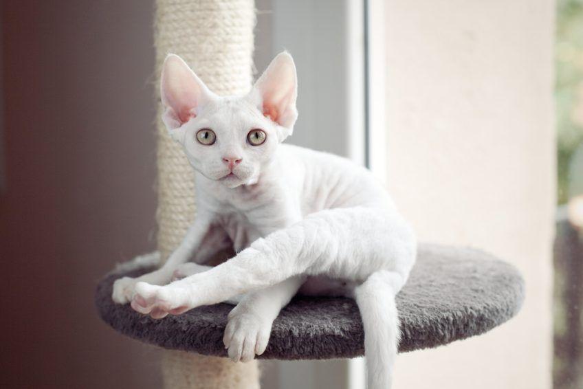 biały devon rex