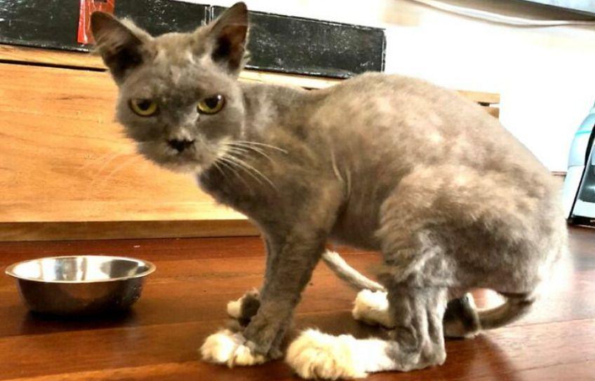 Uratowana kotka, o której dziś opowiemy ma na imię Billie Blue. Ta mruczka to uosobienie dziesięciu lat smutnego, kociego życia, które właśnie rozpoczyna się na nowo! Poznajcie jej historię.