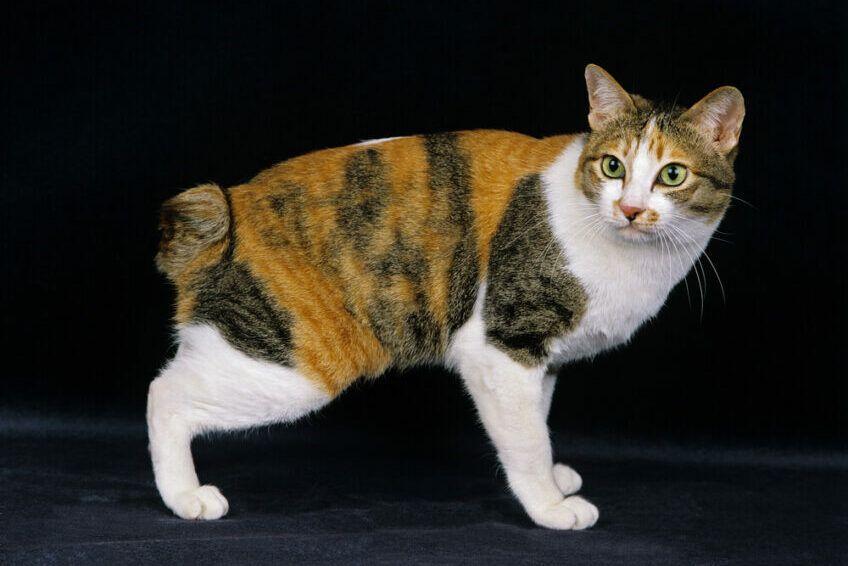 japoński bobtail