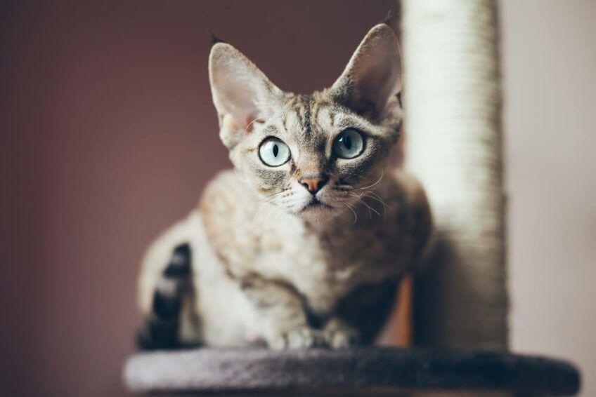 devon rex ranking najpopularniejszych ras kotów
