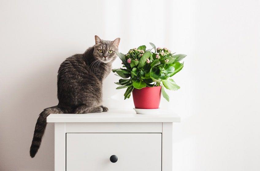 kalanchoe-min.jpg