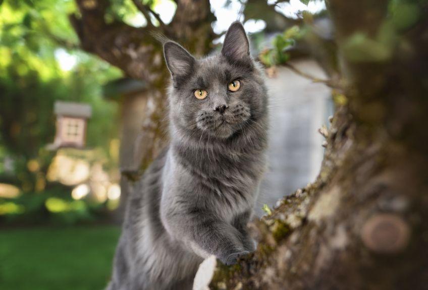 maine coon