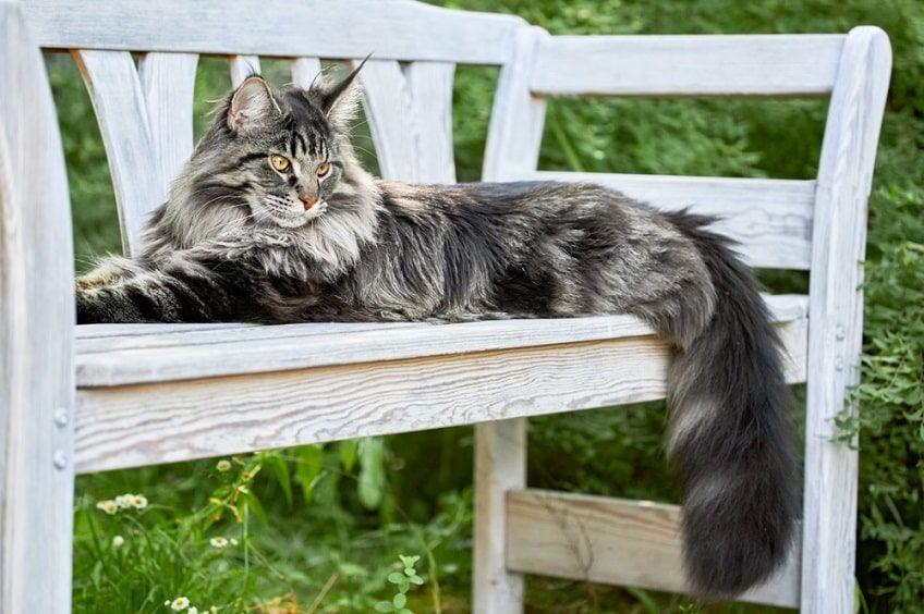 maine coon-min.jpg