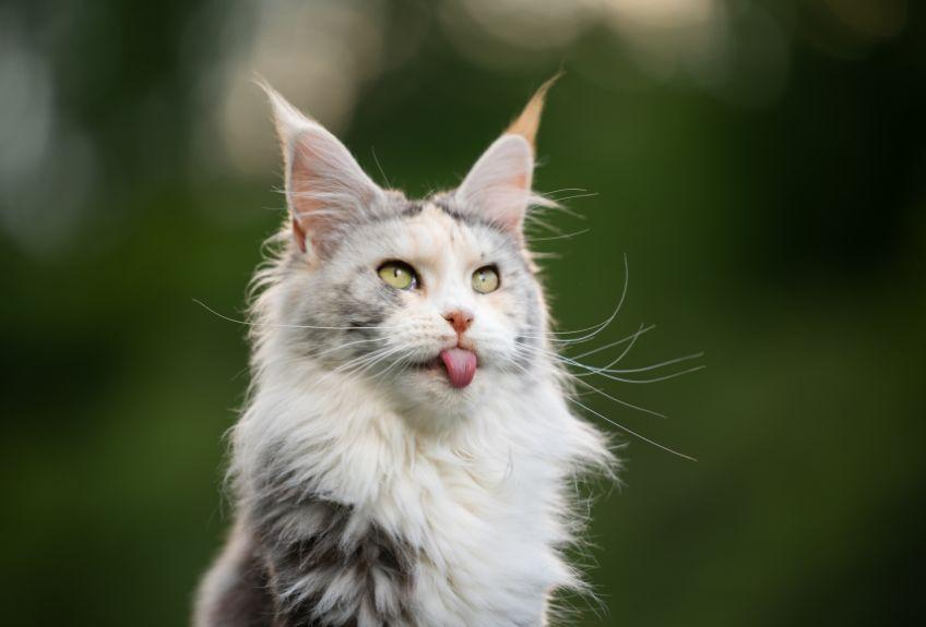 maine coon z językiem