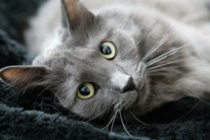 nebelung