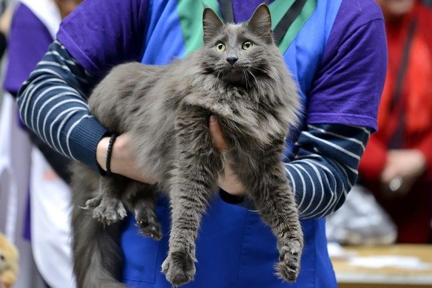 nebelung kot(1)-min.jpg