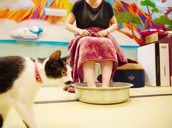 kocie SPA