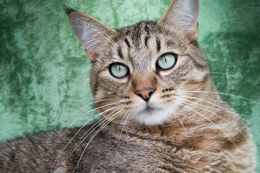 Portret pixie-boba o zielonych oczach