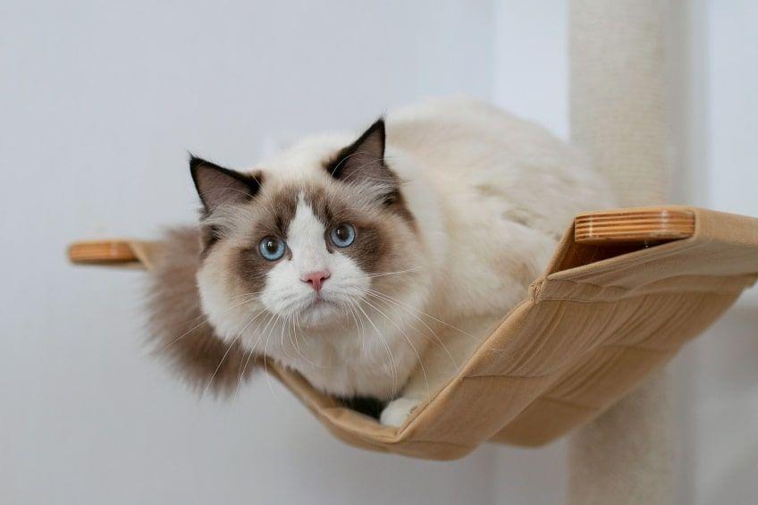 ragdoll największe koty domowe