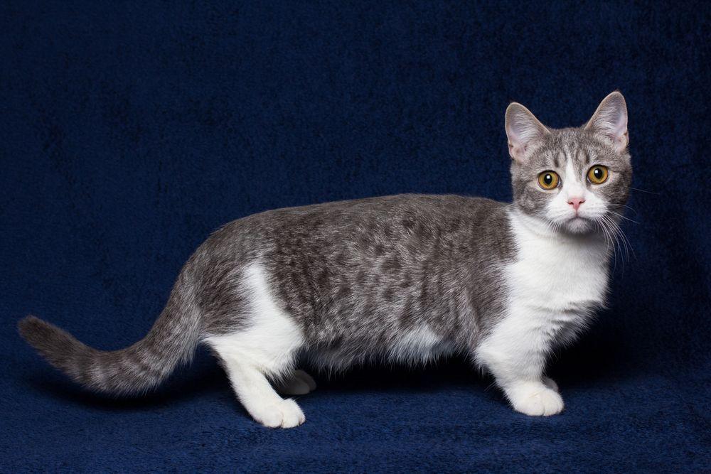 kot munchkin manczkin