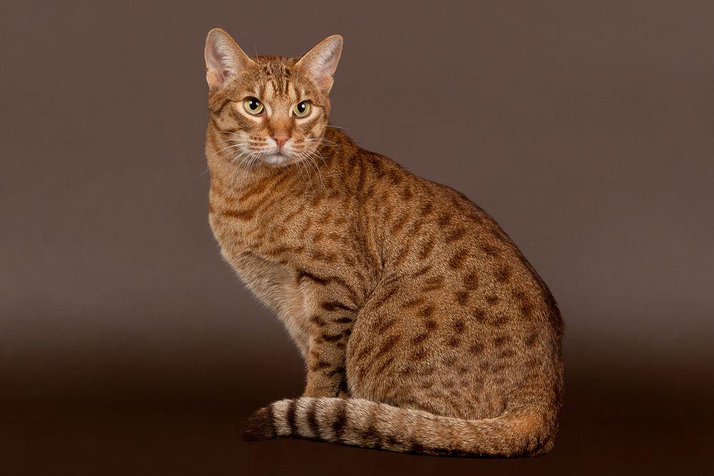 kot ocicat