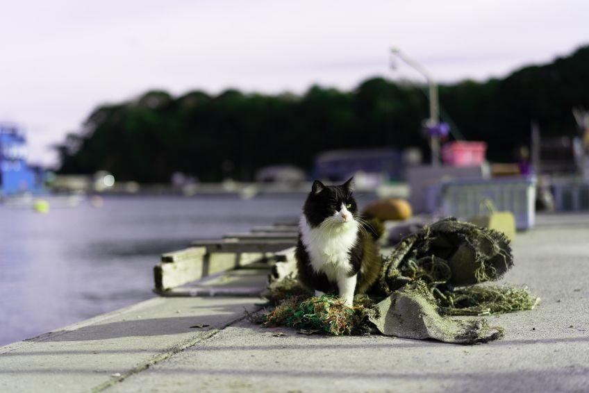 tashirojima japonia kocia wyspa