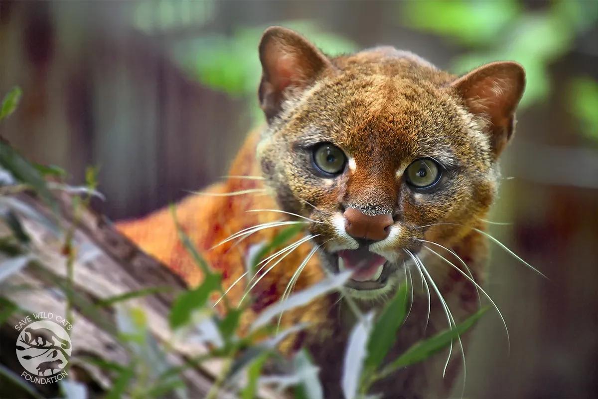 jaguarundi