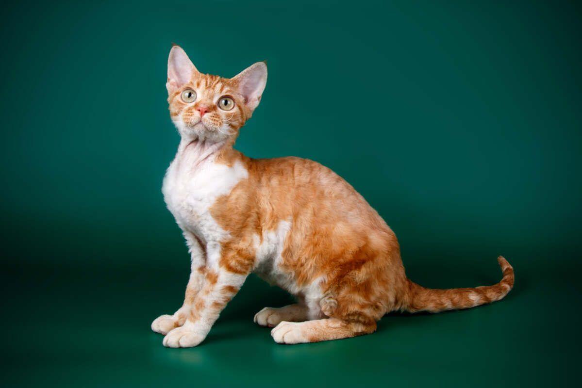 devon rex