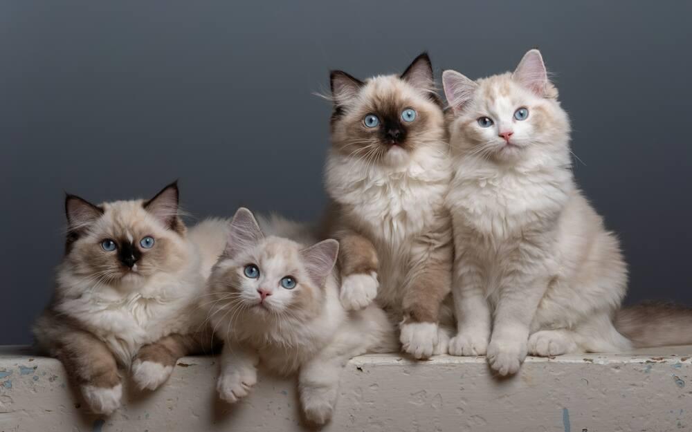 kocięta ragdoll (1).jpg