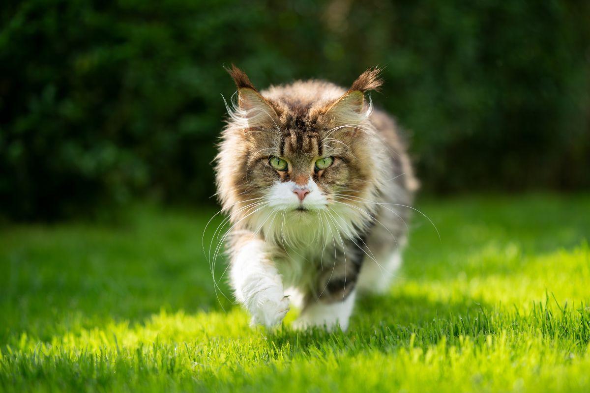 kot maine coon