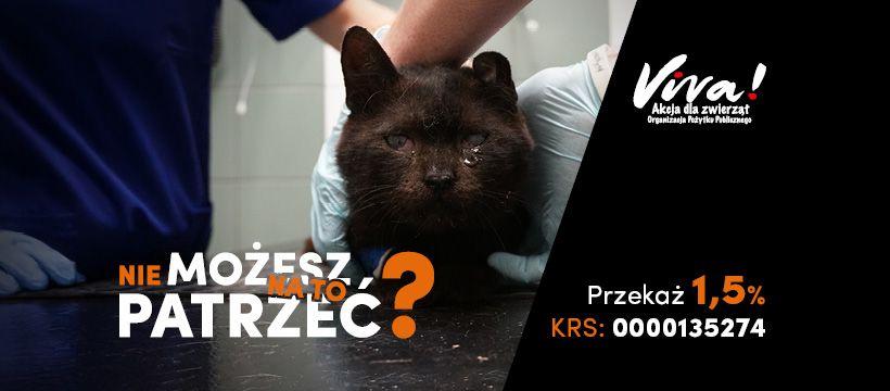 kotypl.jpg