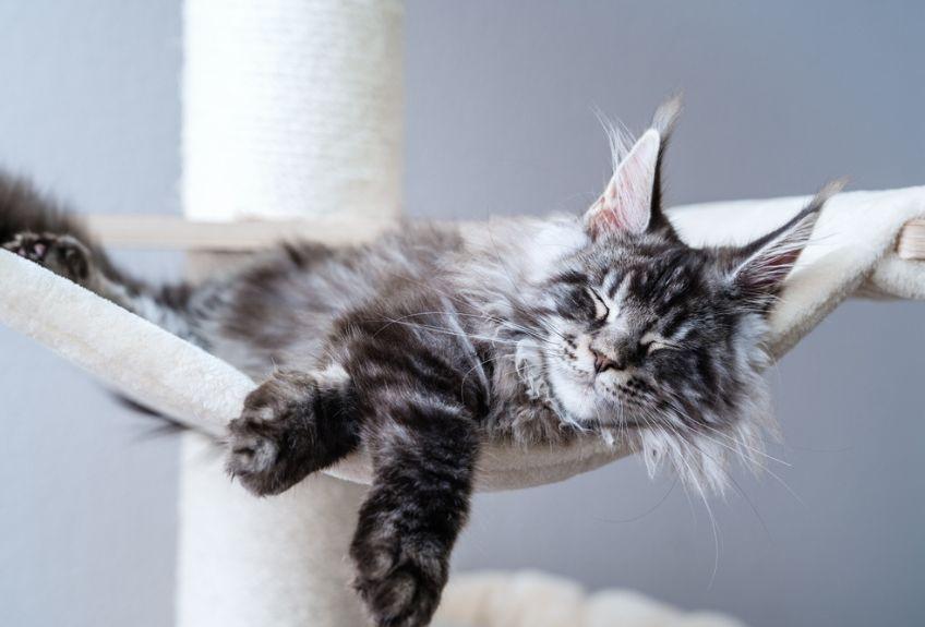 maine coon na hamaku