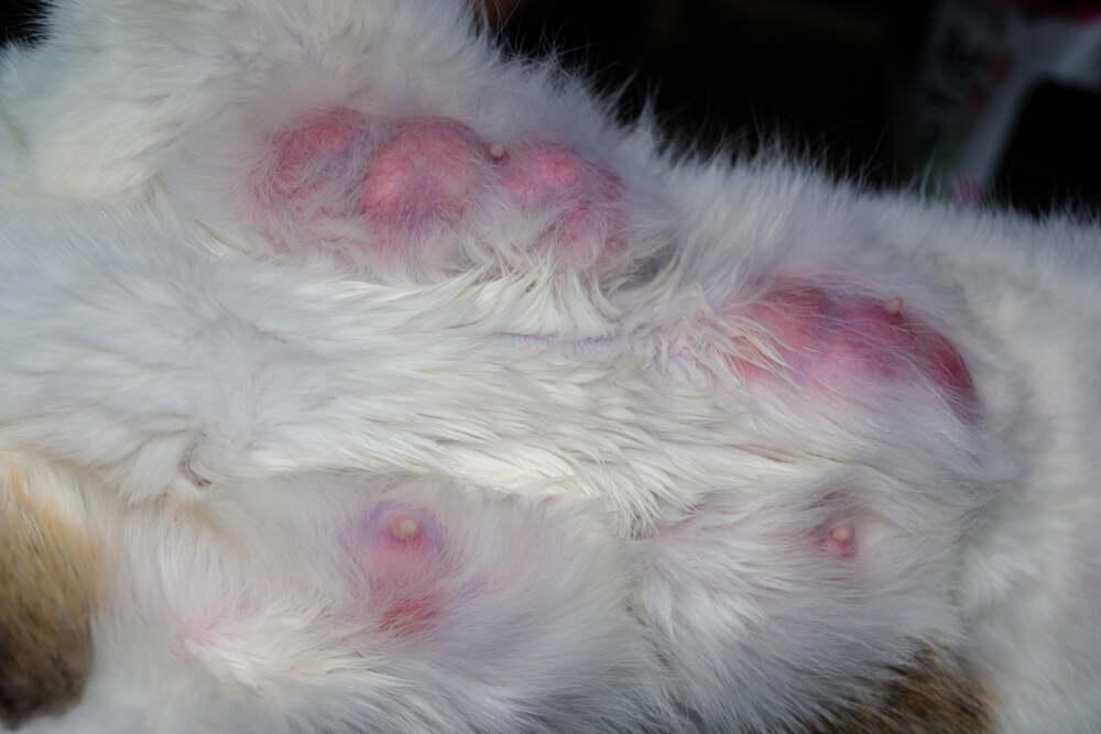 mastitis u kotki (1).jpg