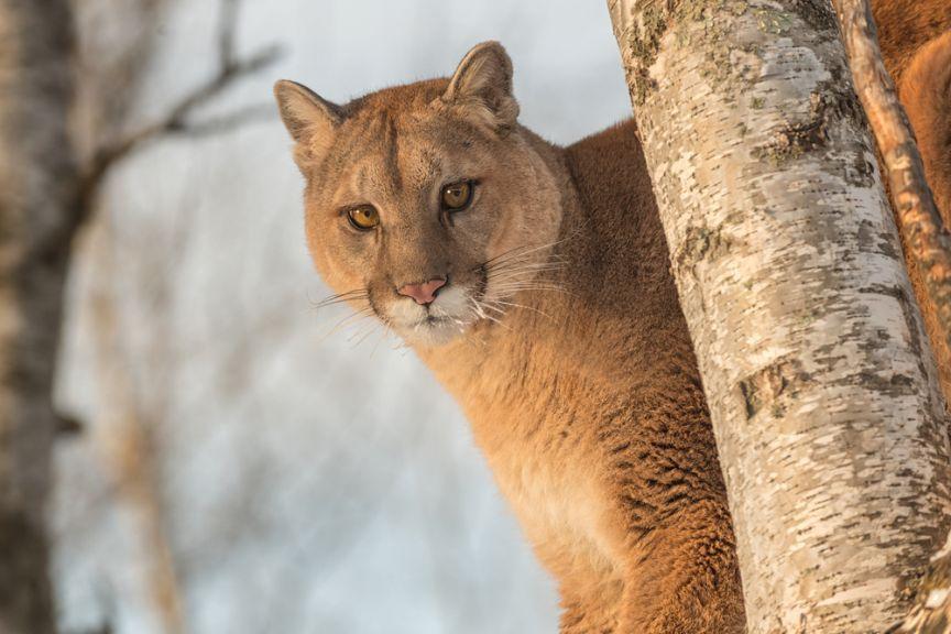 puma wschodnia