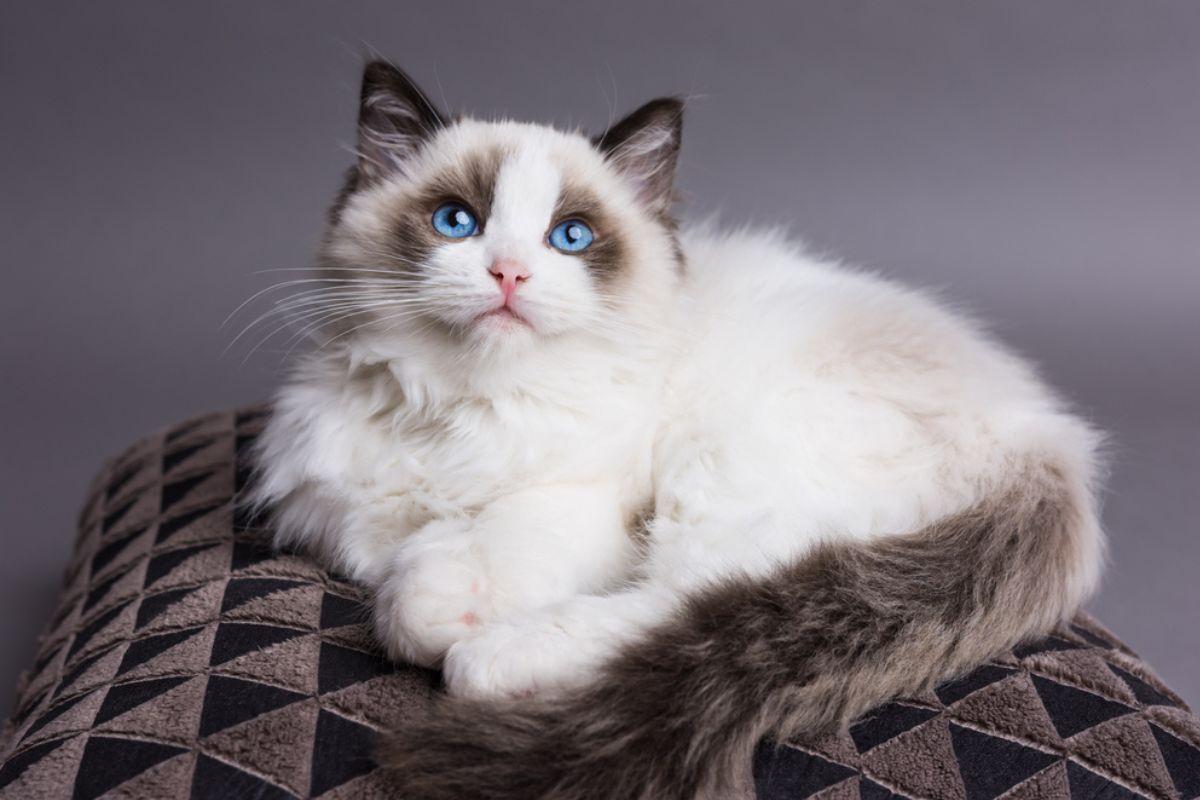 kot ragdoll 