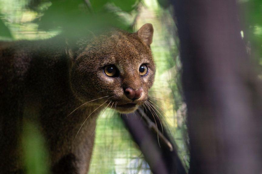 jaguarundi