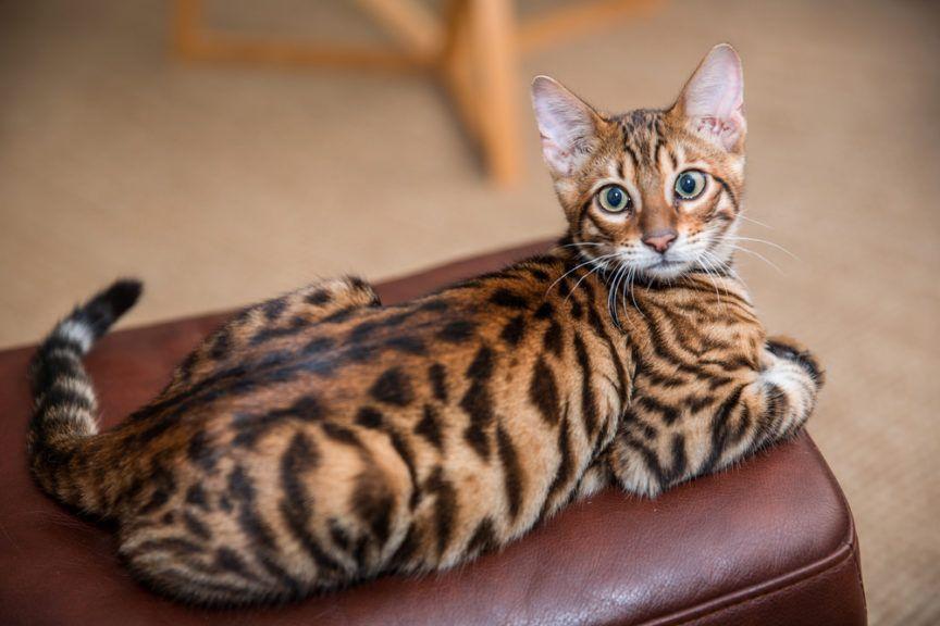 jaki jest toyger