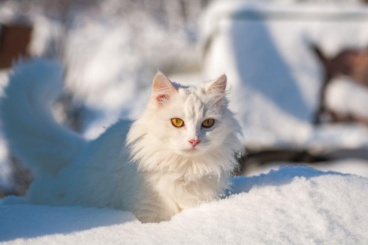 jak zima wpływa na kota