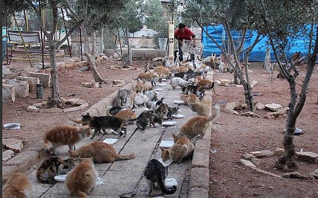 koty w aleppo
