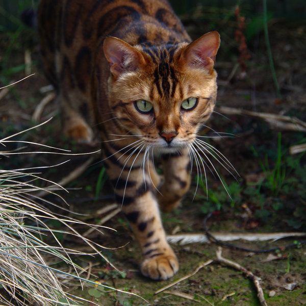thor kot bengalski