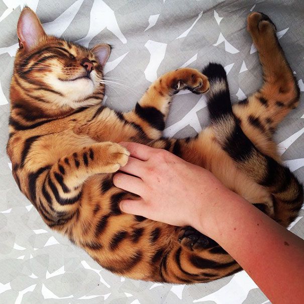 thor kot bengalski
