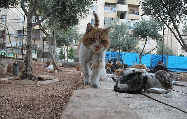 koty w aleppo