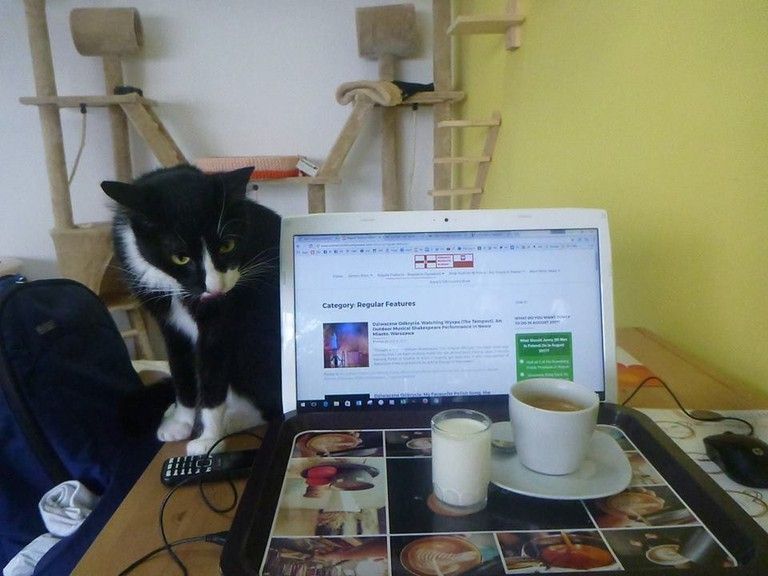 Cat Cafe, Gdynia | © Northern Irishman in Poland