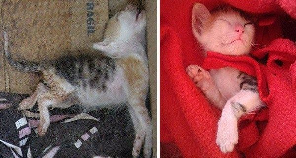 koty przed i po adopcji