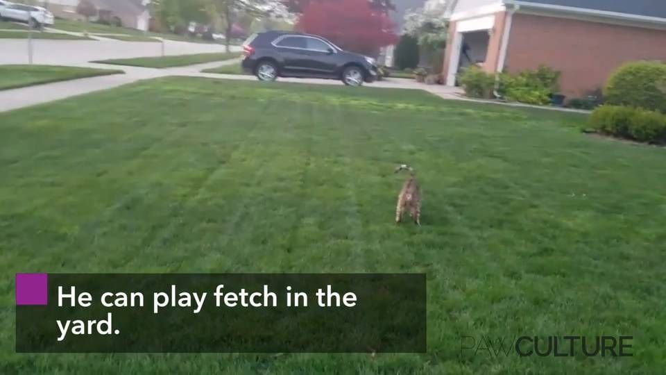 http://www.pawculture.com