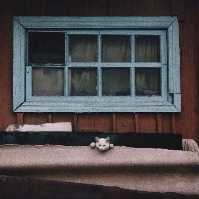 bezdomny kot