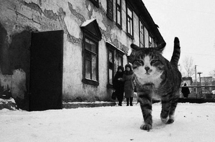 koty w kazachstanie