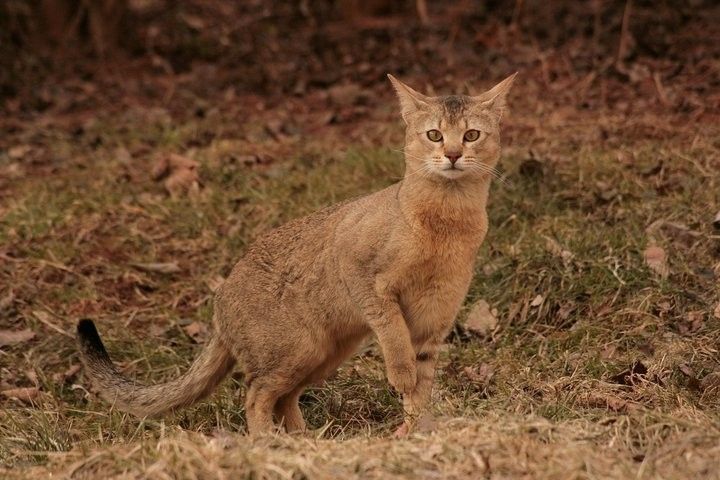 kot chausie