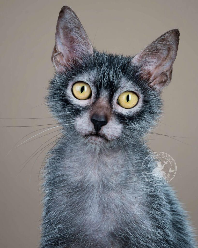 lykoi