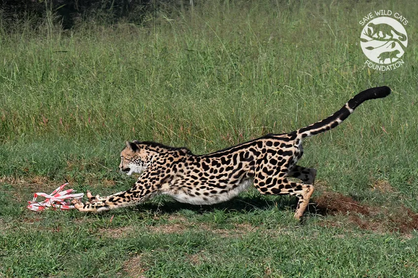 gepard królewski w akcji