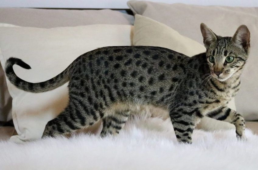 kot savannah