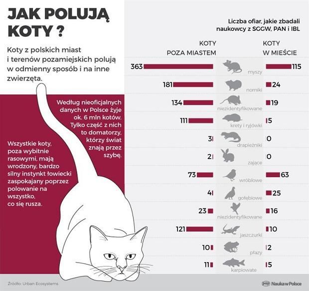 jak polują polskie koty