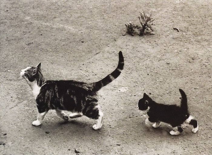 koty londynu thurston hopkins